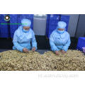 Walnut -kernels lichte stukken van de rechtstreeks